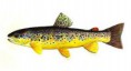 /album/fotogaleria/salmo-trutta-m-fario-jpg/